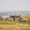Auf einer herbstlichen Düne steht ein Hünengrab, eine Ansammlung großer Steine, über die quer eine Steinplatte gelegt wurde. Im Hintergrund geht eine Salzwiese ins Watt über, darüber diesig-grauer Himmel.