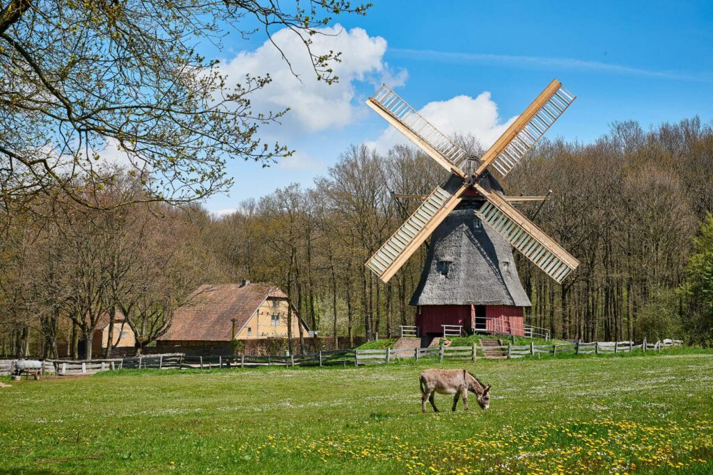 A large, historic wooden windmill stands on a green meadow, with two smaller farm buildings to its left. Behind the mill stretches a bare winter forest, and a donkey grazes on the meadow in front of the mill.