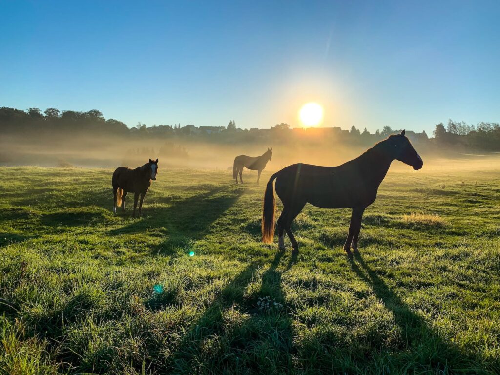 Three horses stand in a row in a pasture, silhouetted against the rising sun, casting long shadows. A thick morning fog still hangs over the meadow, but the sky is already bright blue.