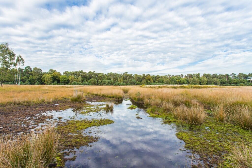Panoramaaufnahme einer Moorlandschaft, mittig eine Wasserfläche, dahinter flacher, strohgelber Bewuchs. Im Hintergrund zieht ein Waldrand über die gesamte Bildbreite.