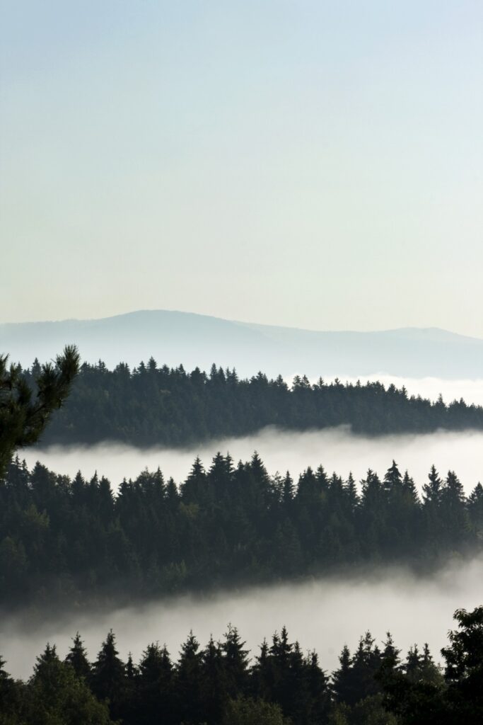 Mehrere Reihen dunkler Nadelbäume sind jeweils von einem Streifen Nebel getrennt. Hinter den drei Reihen zeichnet sich im Dunst am Horizont eine Gebirgskette ab.