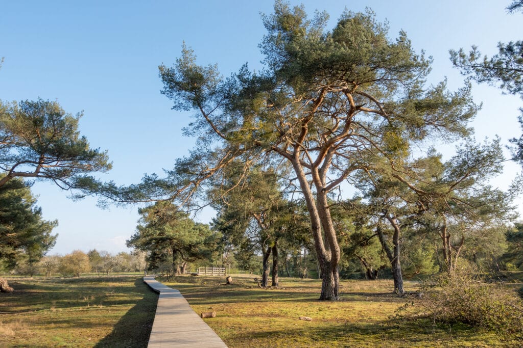 A dune landscape with a wooden walkway leading away from the viewer. There are a few trees on the left and right, giving it an almost Mediterranean feel. Blue sky above.