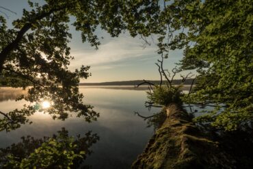 Ein grüner Baum beugt sich über einen stillliegenden See. In dessen Wasseroberfläche spiegelt sich die untergehende Sonne.