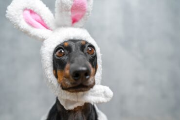 A dachshund with its ears perked up is looking at the camera.