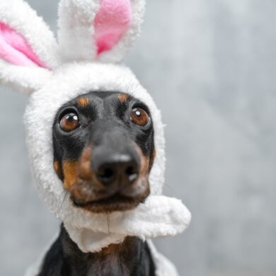 A dachshund with its ears perked up is looking at the camera.
