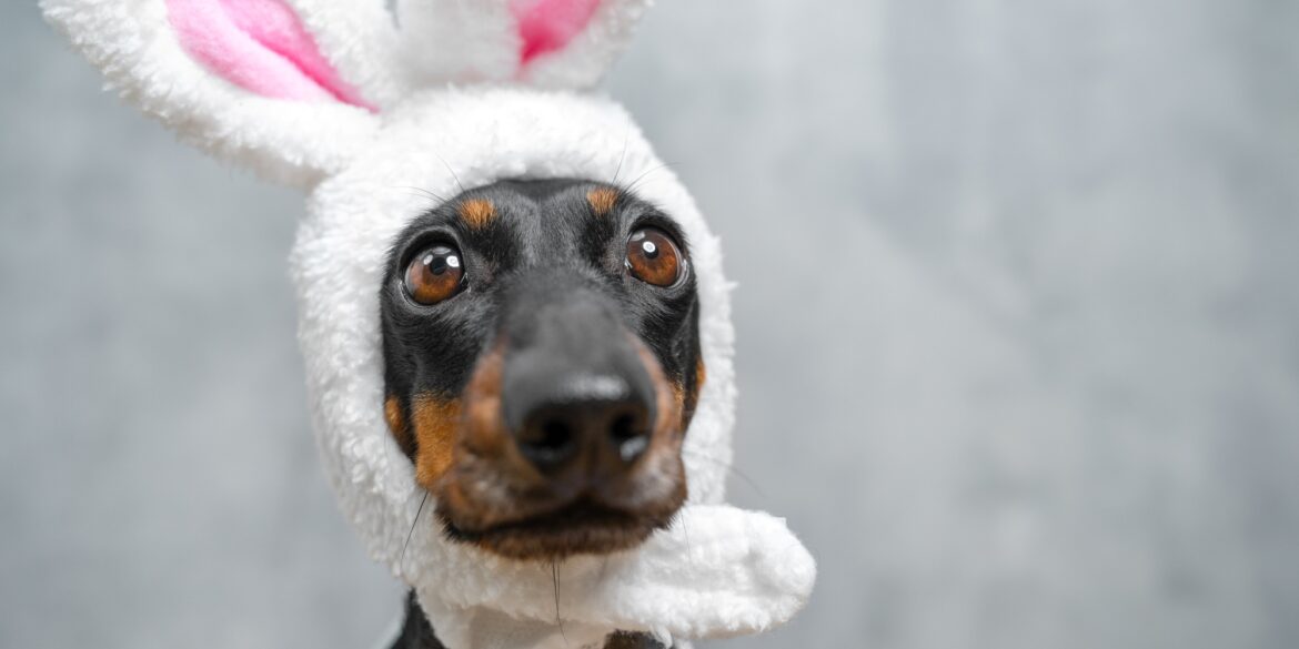 Ein Dackel mit aufgezogenen Hasenohren blickt in die Kamera.