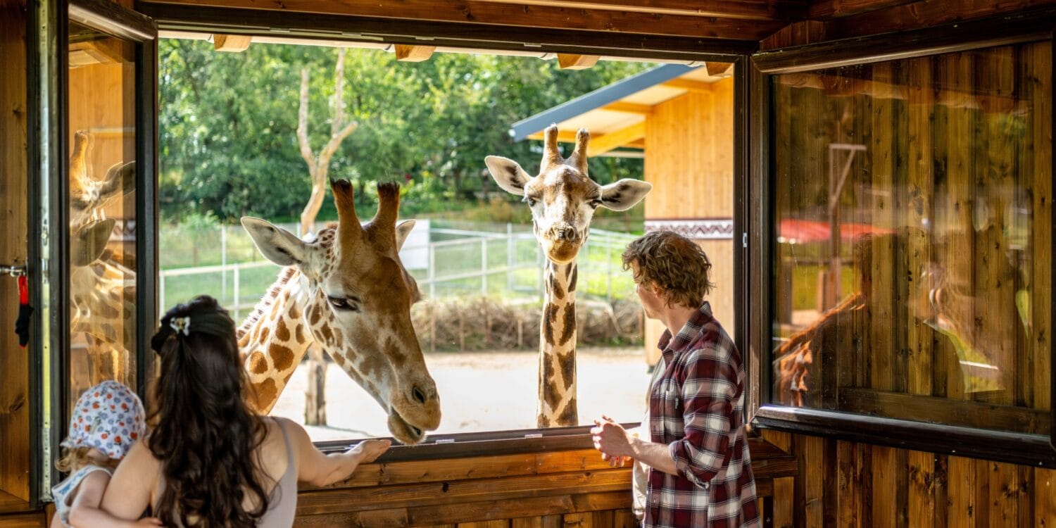 Ein junges Paar mit Kleinkind beobachtet Giraffen auf Augenhöhe aus dem Obergeschoss eines Gebäudes in einem Tierpark.