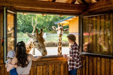 Ein junges Paar mit Kleinkind beobachtet Giraffen auf Augenhöhe aus dem Obergeschoss eines Gebäudes in einem Tierpark.