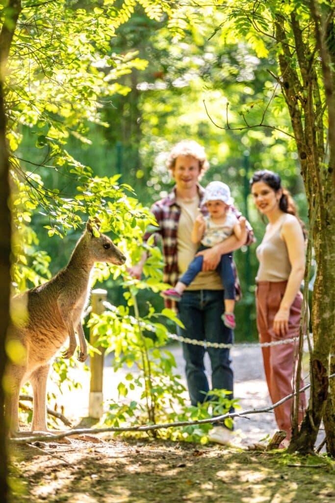Ein junges Paar, der Mann mit einem Kleinkind im Arm, betrachtet ein kleines Känguru, das hinter einer Absperrung in einem Wildpark steht.