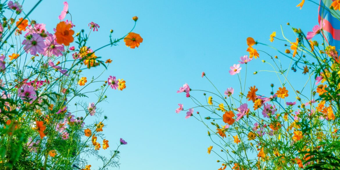 Einige bunte Blumen zu beiden Seiten des Bildes, von unten fotografiert, dazwischen blauer Himmel.