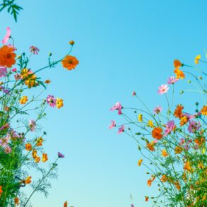 Einige bunte Blumen zu beiden Seiten des Bildes, von unten fotografiert, dazwischen blauer Himmel.