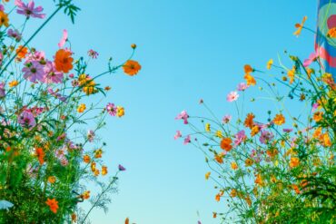 Einige bunte Blumen zu beiden Seiten des Bildes, von unten fotografiert, dazwischen blauer Himmel.