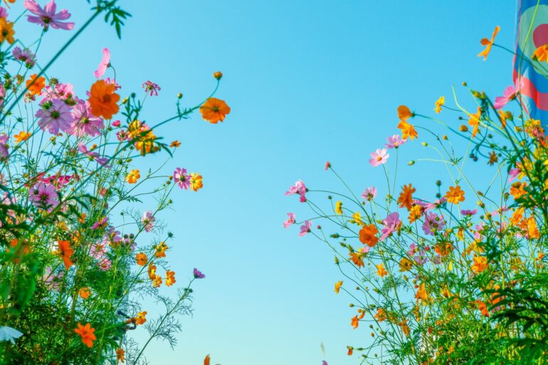Einige bunte Blumen zu beiden Seiten des Bildes, von unten fotografiert, dazwischen blauer Himmel.