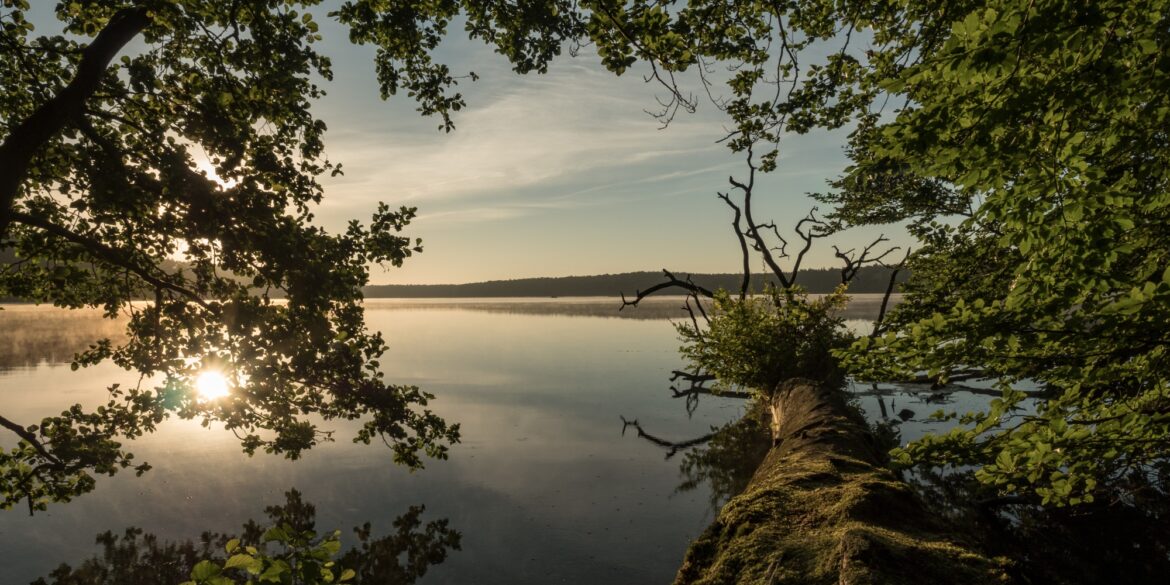 A green tree leans over a still lake. The setting sun is reflected on the water's surface.