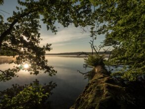 A green tree leans over a still lake. The setting sun is reflected on the water's surface.
