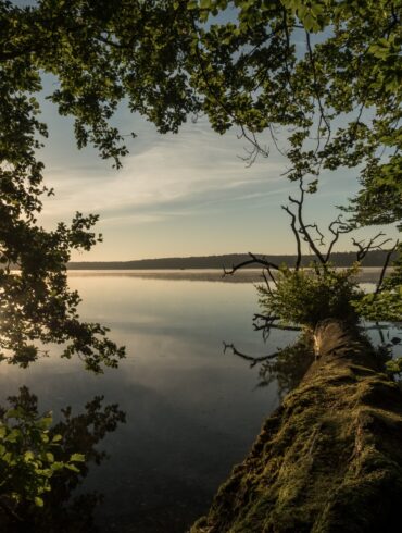 A green tree leans over a still lake. The setting sun is reflected on the water's surface.