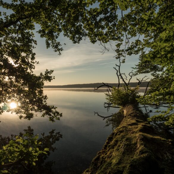 A green tree leans over a still lake. The setting sun is reflected on the water's surface.