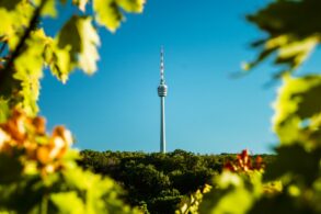 Vor einem blauen Himmel zeichnet sich der Stuttgarter Fernsehturm ab, eingerahmt von einigen grünen Blättern im Vordergrund.