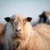 Ein Schaf auf Sylt schaut genau in die Kamera. Im Hintergrund sind unscharf weitere Schafe zu erkennen.
