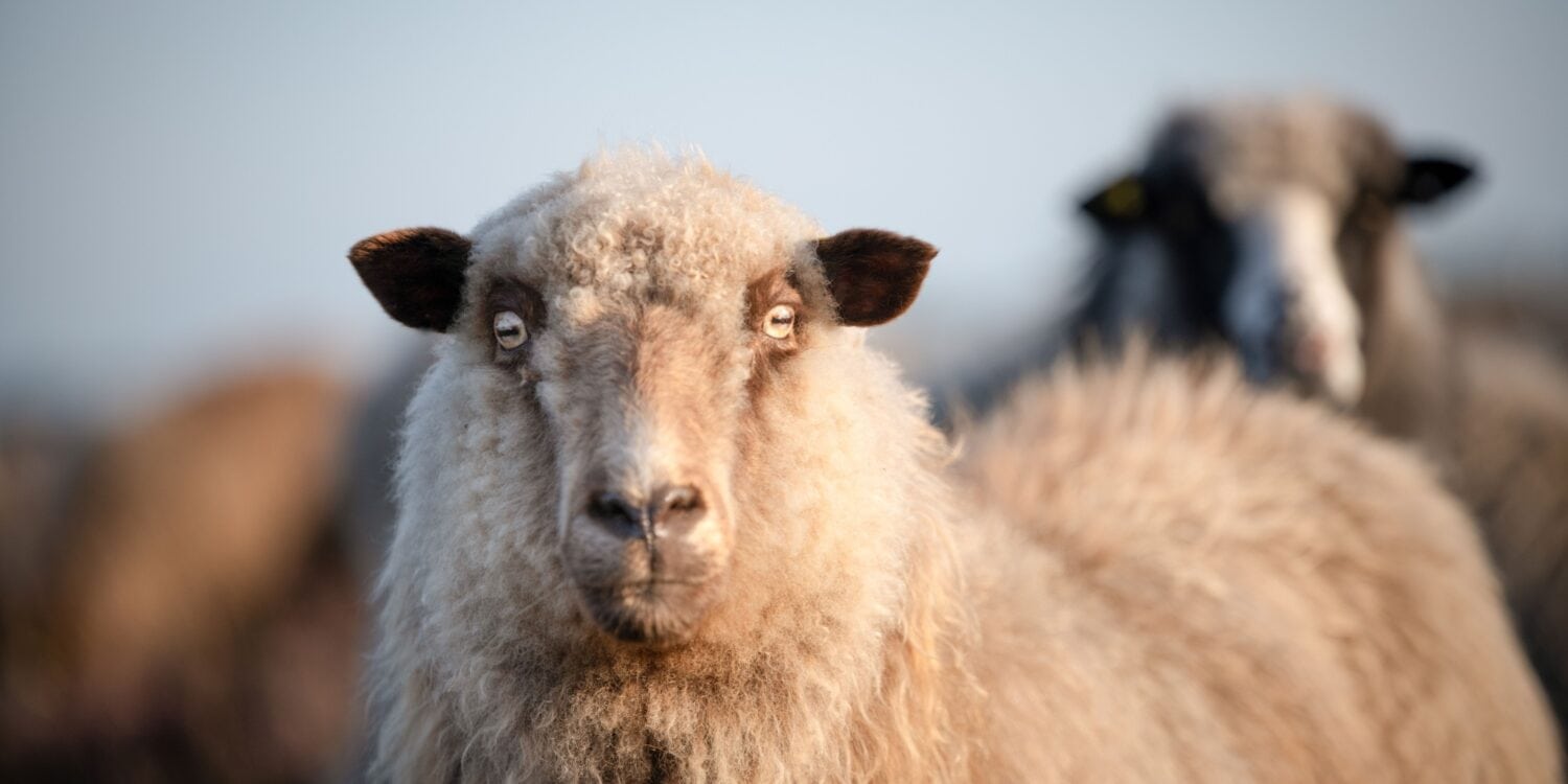 Ein Schaf auf Sylt schaut genau in die Kamera. Im Hintergrund sind unscharf weitere Schafe zu erkennen.