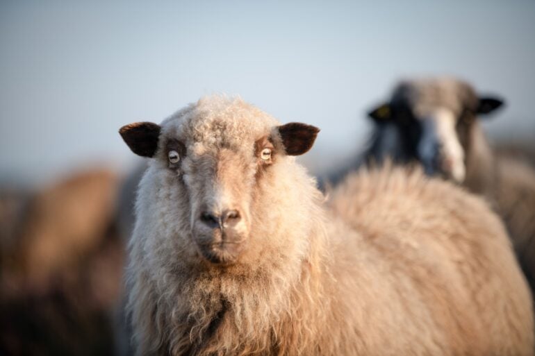 Ein Schaf auf Sylt schaut genau in die Kamera. Im Hintergrund sind unscharf weitere Schafe zu erkennen.