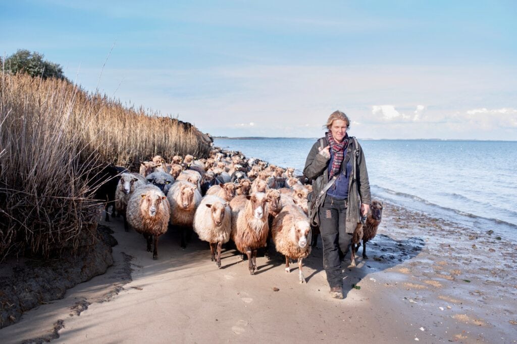 Eine Schäferin führt eine Herde Schafe an einem Nordseestrand entlang Richtung Kamera, rechts das Meer und links eine überwachsene Düne.