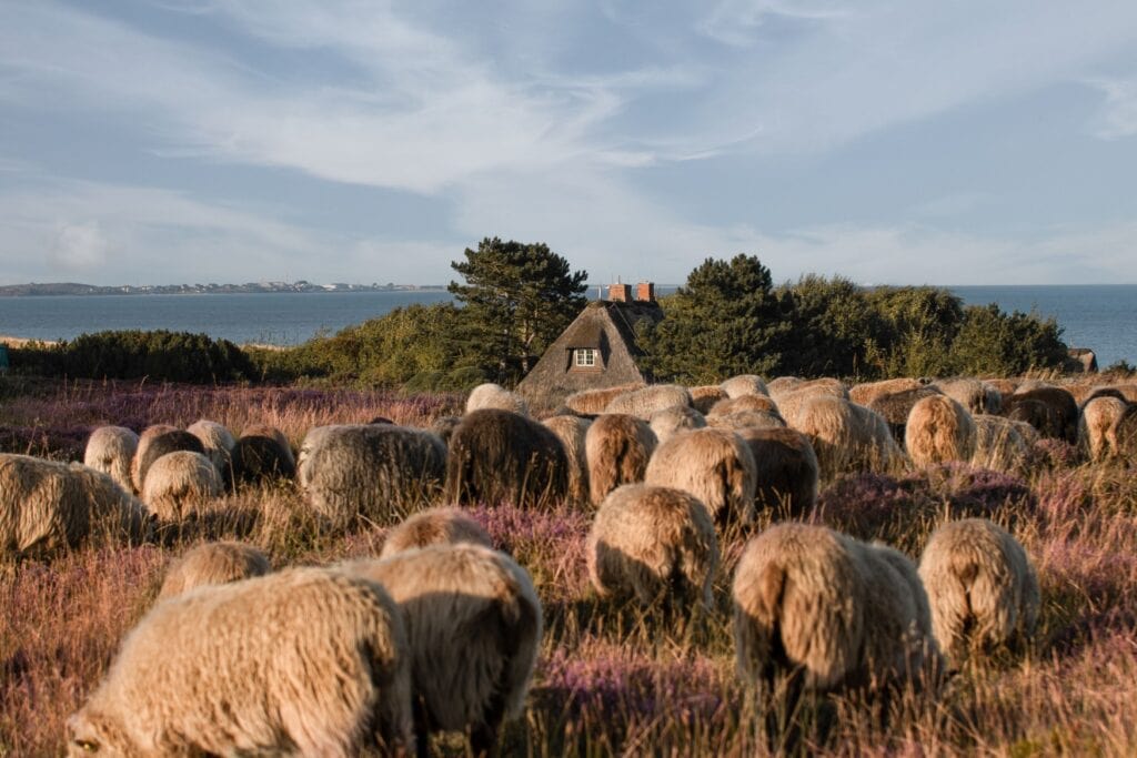 Eine Herde Schafe grast auf einer Heide auf Sylt. Im Hintergrund ragt ein Reetdach aus einigen Bäumen hervor, dahinter das Meer.