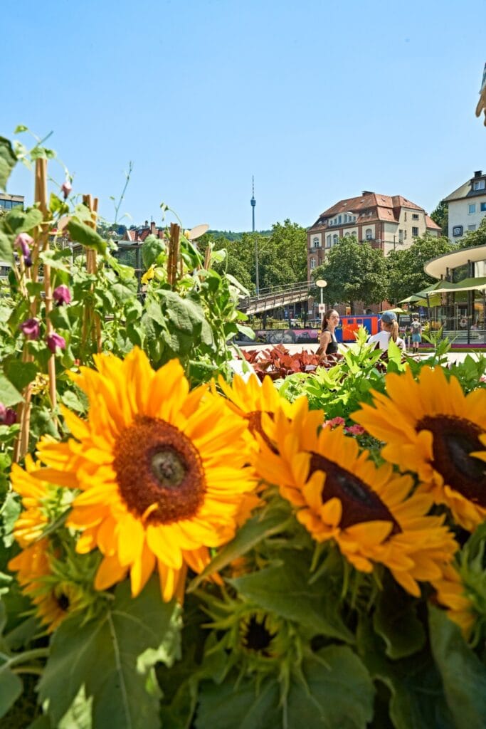 Ein Blumenbeet mit Sonnenblumen, dahinter ein Platz mit Jugendstilgebäuden und ganz im Hintergrund der Stuttgarter Fernsehturm vor blauem Himmel.