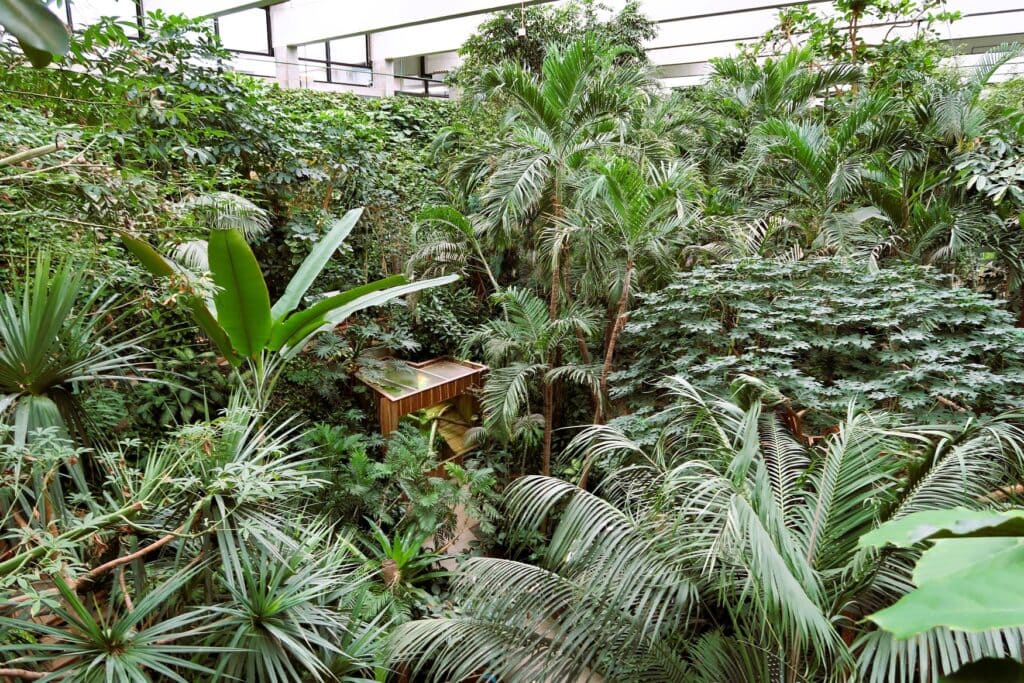 Blick von oben in das dicht bewachsene Tropenhaus der Biosphäre Potsdam mit Palmen und Bananenstauden unter einem Glasdach, dazwischen Farne und Kletterpflanzen.