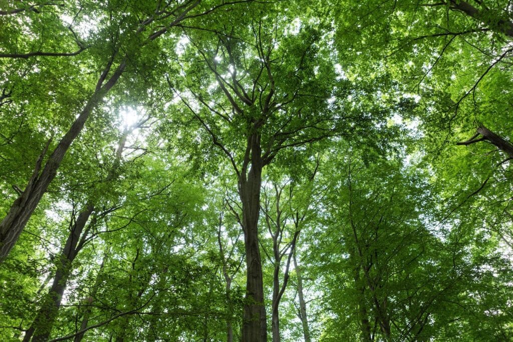 Blick nach oben in die grünen Kronen hoher Buchen im Weltnaturerbe Grumsin in Brandenburg, durch die vereinzelt Sonnenlicht fällt.