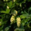 Drei saftgrüne Hopfendolden in Nahaufnahme