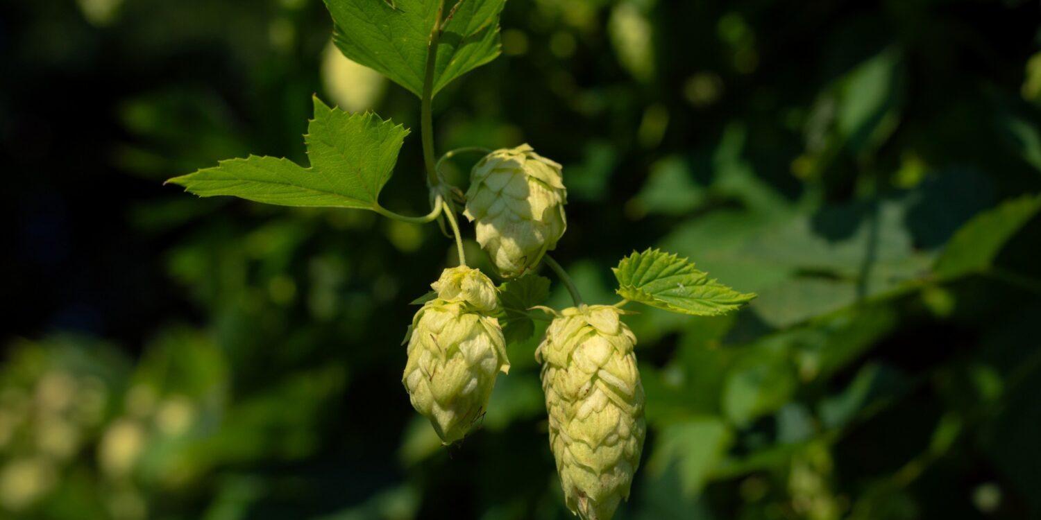 Drei saftgrüne Hopfendolden in Nahaufnahme