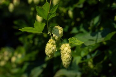 Drei saftgrüne Hopfendolden in Nahaufnahme