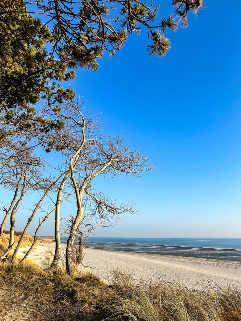 Windgeformte Kiefern und Birken auf der Düne, dahinter der helle Sandstrand von Föhr und das Wattenmeer.