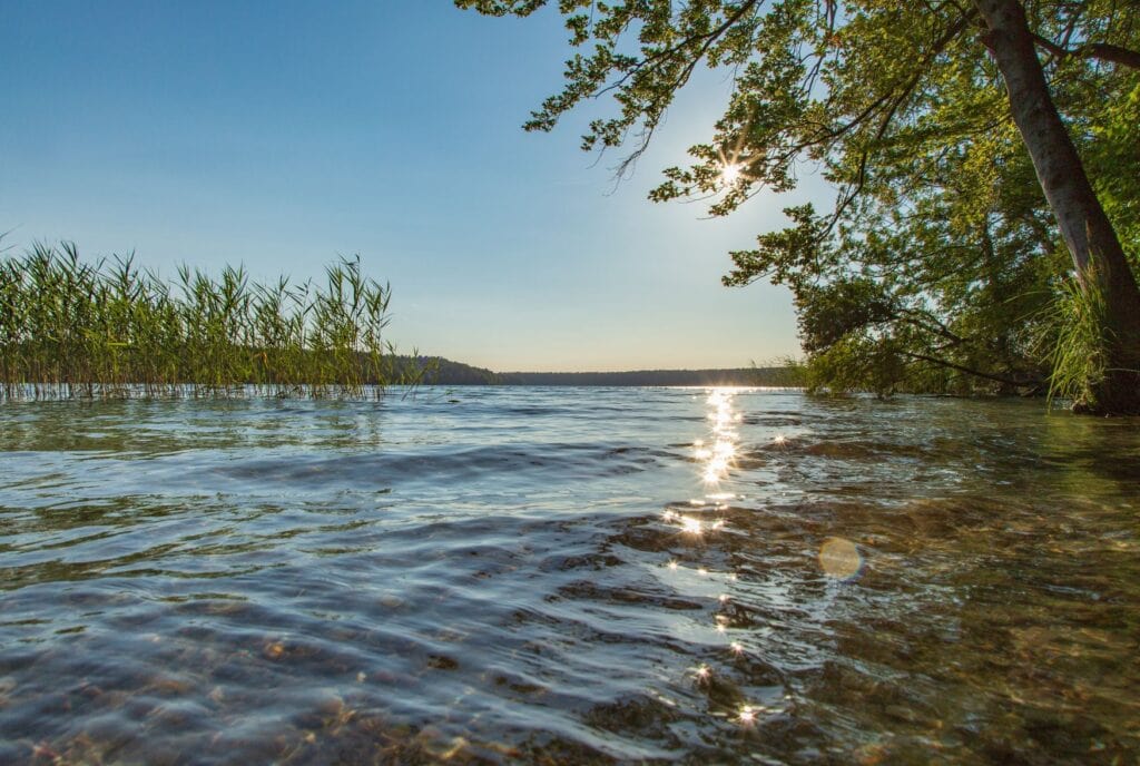 Flacher Blick über das klare Wasser des Stechlinsees in Brandenburg mit Schilf am linken Ufer und einem überhängenden Baum rechts, in dem die Sonne aufblitzt.