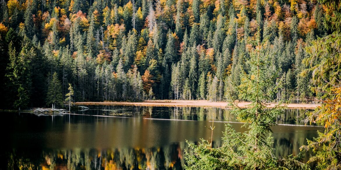 Blick auf den Arbersee im Ostbayern, umgeben von herbstlichem Wald.