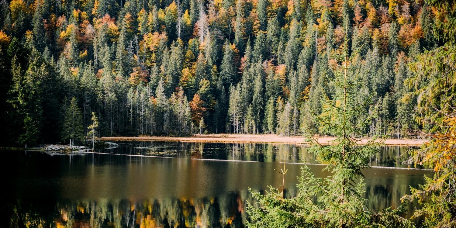 Blick auf den Arbersee im Ostbayern, umgeben von herbstlichem Wald.