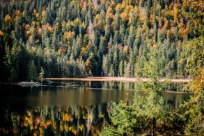 Blick auf den Arbersee im Ostbayern, umgeben von herbstlichem Wald.
