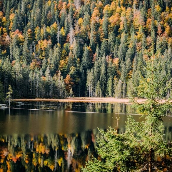 Blick auf den Arbersee im Ostbayern, umgeben von herbstlichem Wald.