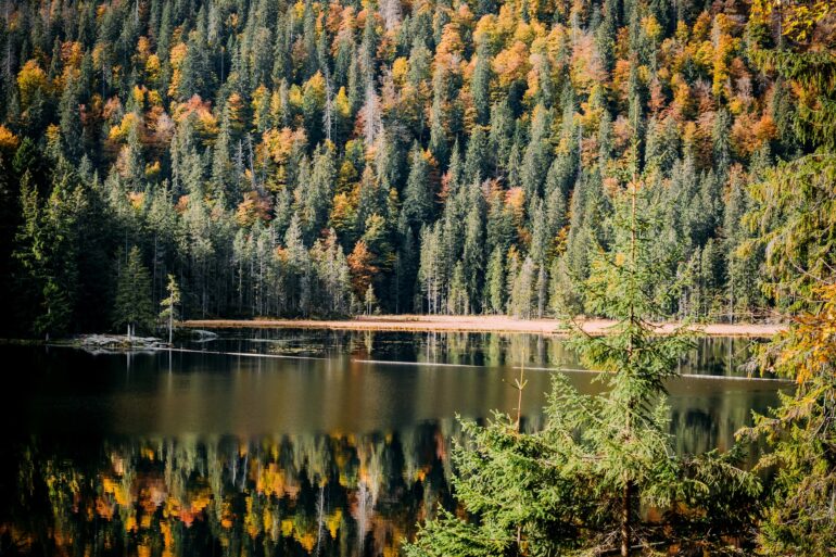 Blick auf den Arbersee im Ostbayern, umgeben von herbstlichem Wald.