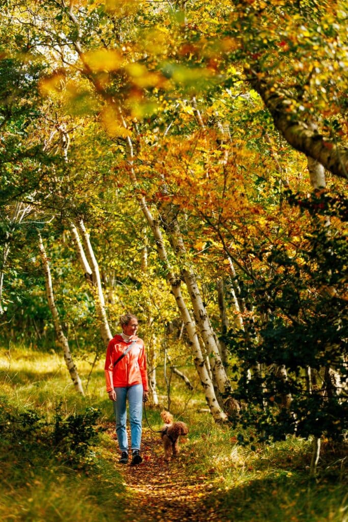 Eine Frau in oranger Jacke geht mit einem braunen Pudel an der Leine über einen Laubweg durch einen herbstlichen Birkenwald auf Borkum.