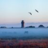 Über den Feldern von Borkum liegt in der Morgendämmerung eine Nebelbank, aus der nur die Dächer des Ortes und der rote Wasserturm ragen. Auf der Koppel im Nebel grasen Pferde, darüber fliegen zwei Vögel.
