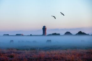 Über den Feldern von Borkum liegt in der Morgendämmerung eine Nebelbank, aus der nur die Dächer des Ortes und der rote Wasserturm ragen. Auf der Koppel im Nebel grasen Pferde, darüber fliegen zwei Vögel.