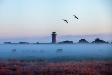 Über den Feldern von Borkum liegt in der Morgendämmerung eine Nebelbank, aus der nur die Dächer des Ortes und der rote Wasserturm ragen. Auf der Koppel im Nebel grasen Pferde, darüber fliegen zwei Vögel.
