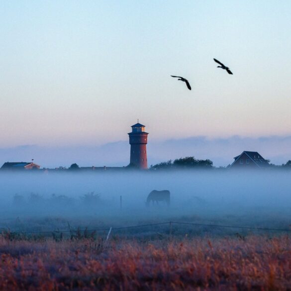 Über den Feldern von Borkum liegt in der Morgendämmerung eine Nebelbank, aus der nur die Dächer des Ortes und der rote Wasserturm ragen. Auf der Koppel im Nebel grasen Pferde, darüber fliegen zwei Vögel.